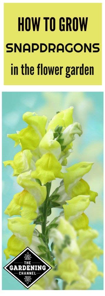 Growing Snapdragons Flowers A How To Guide Snapdragon Flowers