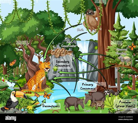 Diagram Showing Food Web In The Rainforest Illustration Stock Vector