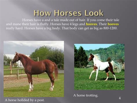 Ppt Horses Powerpoint Presentation Free Download Id2113752