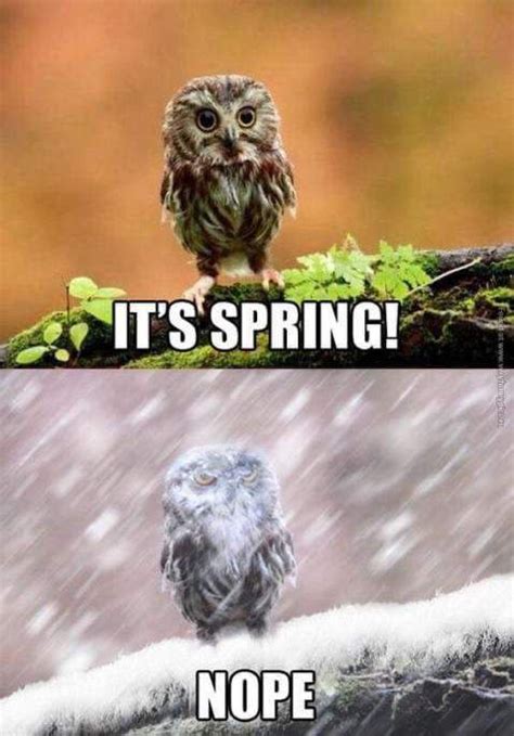 Snow Day Funny Owls Funny Pictures Spring Memes