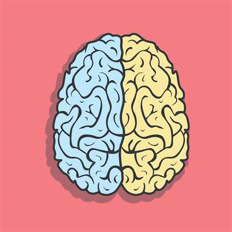 Left And Right Hemisphere Of Human Brain 2406376 Vector Art At Vecteezy