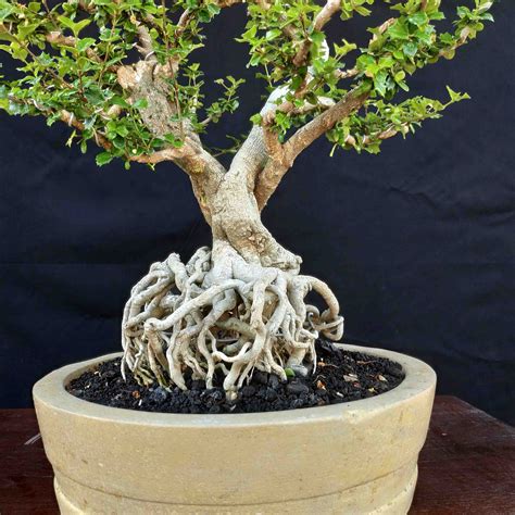 Maybe you would like to learn more about one of these? Bonsai Mirten Bunga Putih Gaya Ekspose Root - Taman Bonsai ...