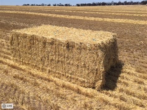 150mt Barley Straw 450kg Approx 8x4x3 Bales Hay And Fodder