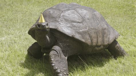 Jonathan The Worlds Oldest Land Animal Celebrates His Official 190th