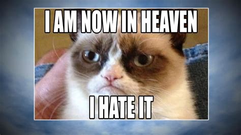 20 Best Grumpy Cat Memes Angry Cat Memes Grumpy Cat Cat Memes