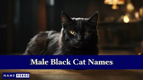 Schwarze Katzennamen 414 Einzigartige Und Niedliche Namen Für