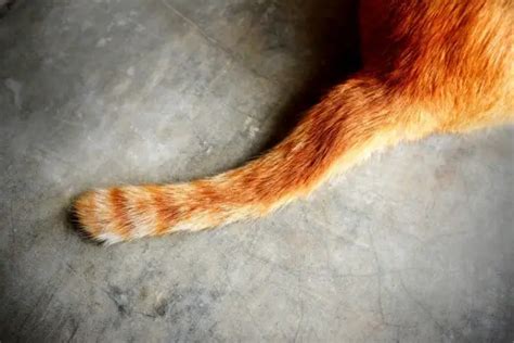 Your Cats Tail Says A Lot Heres How To Read It