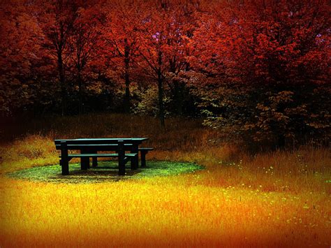 Check spelling or type a new query. forest Clearing, Bench, Red, Fall, Nature Wallpapers HD ...