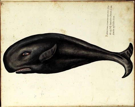 Vintage Whales Dolphins And Seals Prints Vintage Illustration Art