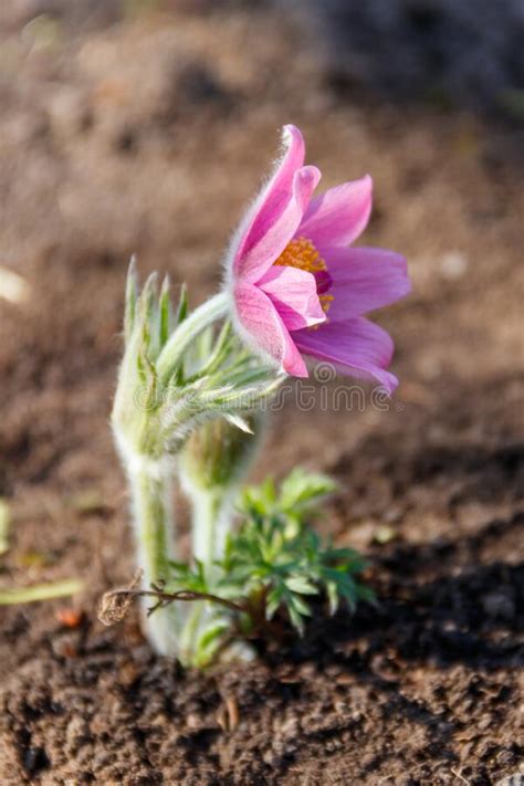 Eastern Pasqueflower Pulsatilla Patens Also Known As A Prairie Crocus