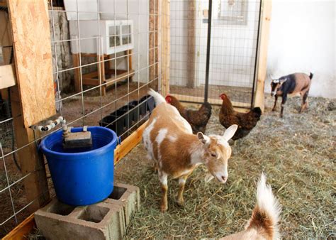 How To Keep Chickens And Goats Together Green Willow Homestead