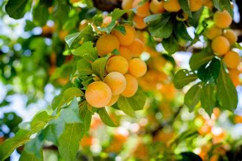 Home Orchard Fruit Trees Not Bearing Fruit