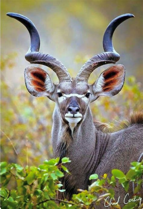 african antelope spiral horns a fascinating sight to behold renobig