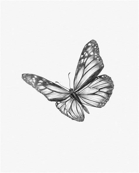 Monarch Butterfly Drawing In 2020 Butterfly Drawing Bird Pencil