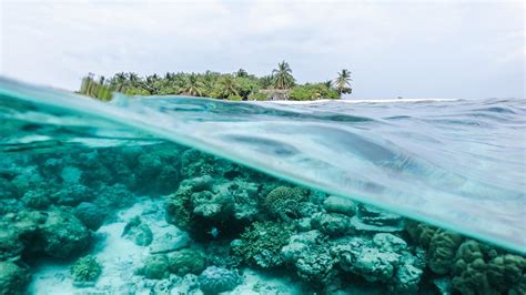 Ocean Underwater Coral Reef Landscape View Trees Island Waves Hd Ocean
