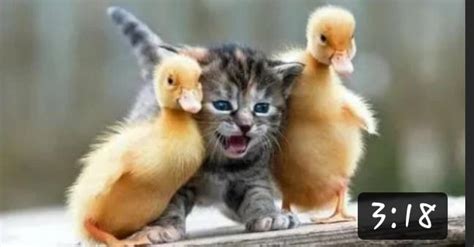 Kitten With Ducks Is Adorable Raww