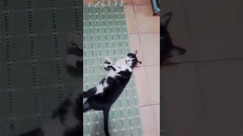 Funny Cat Dying Youtube