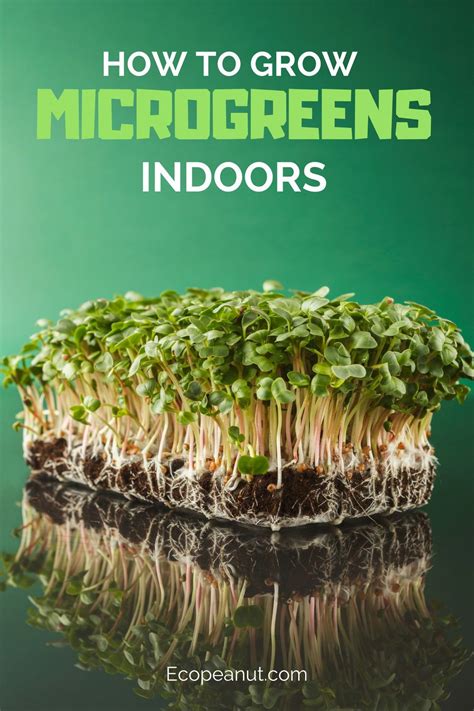 How To Grow Microgreens At Home Step By Step Guide Growing