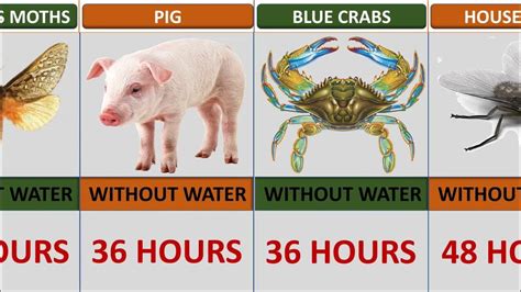 Comparison How Long Animals Can Live Without Water Youtube