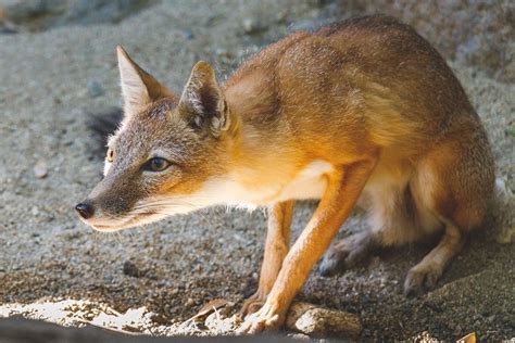 North Americas Swift Fox Swift Fox Fox Wild Dogs