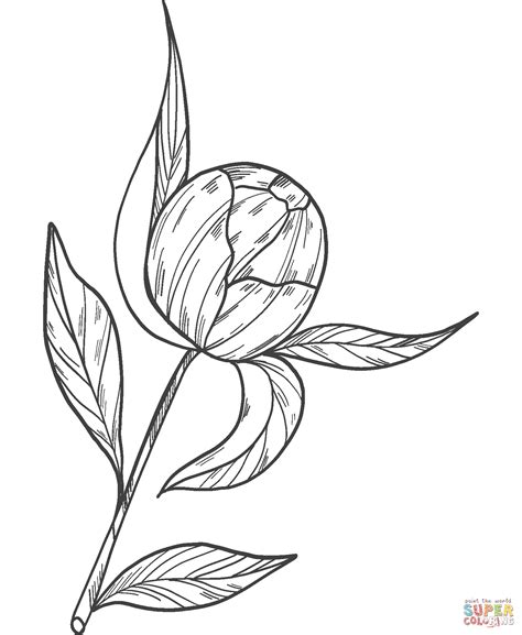 Rose Bud Coloring Page