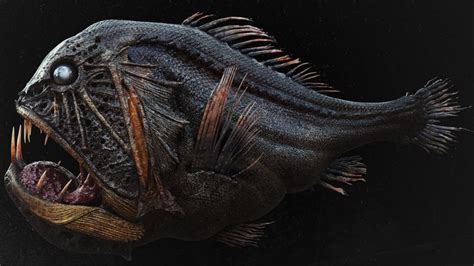 15 Of The Freakiest Deep Sea Creatures