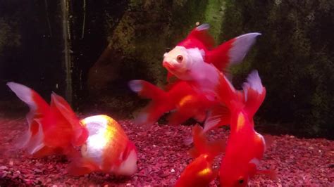 Fancy Goldfish Feeding Youtube