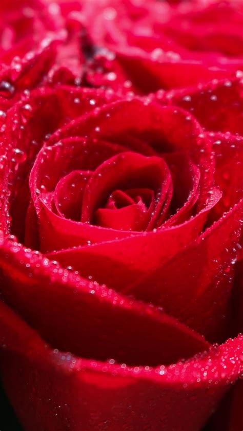 1080x1920 Red Rose Water Drops Shine Close Up Wallpaper Red Roses