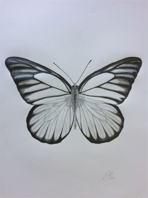 Butterfly Sketch Drawings At Explore Collection Of