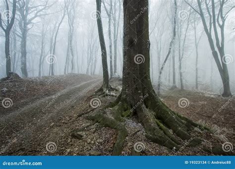 Path Through A Foggy Forest With An Old Tree Stock Photo Image Of