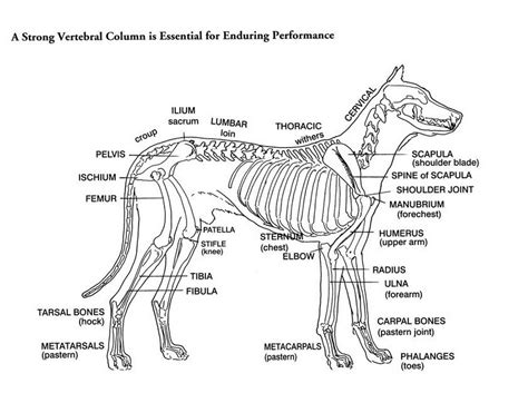 Canine Skeleton Dog Anatomy Dog Skeleton Anatomy