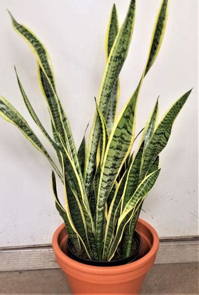 Their leaves of this houseplant are tall, wide and variegated resembling a shark fin, hence the name. Houseplant: The Snake Plant | Community | capjournal.com