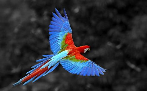 Hd Wallpaper Scarlet Macaw Nature Animals Birds Parrot Macaws