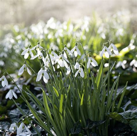 12 Best Winter Flowering Plants For Your Garden