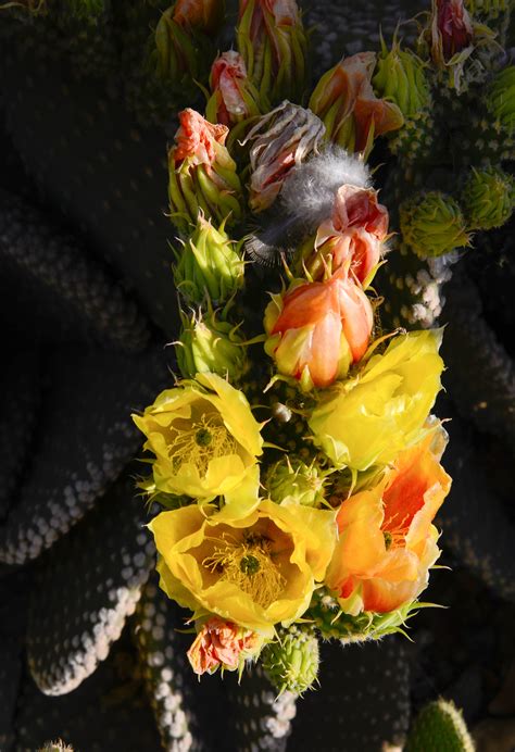How to graft plant stems. paddle cactus (1 of 1) | Cactus, Desert cactus, Flowers