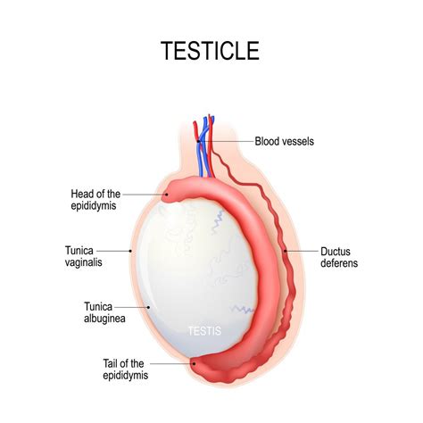 Causes Of Testicle And Penis Pain Stdgov Blog