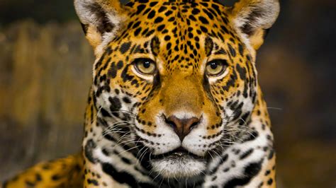 Download 1920x1080 Wallpaper Big Cat Wild Cat Jaguar Muzzle