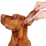 Cu L Es El Tratamiento De La Otitis En Perros Medicamentos