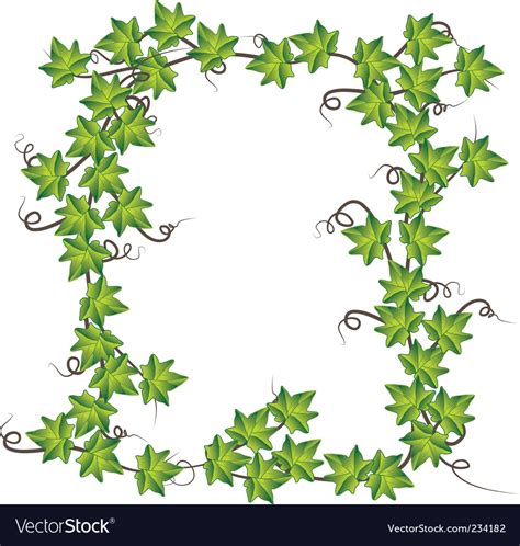 Green Ivy Royalty Free Vector Image Vectorstock