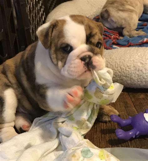 Browse and find french bulldog puppies today, on the uk's leading dog only classifieds site. Pin by Vergie Grimsley on P E T S :) | Bulldog, Bulldog ...