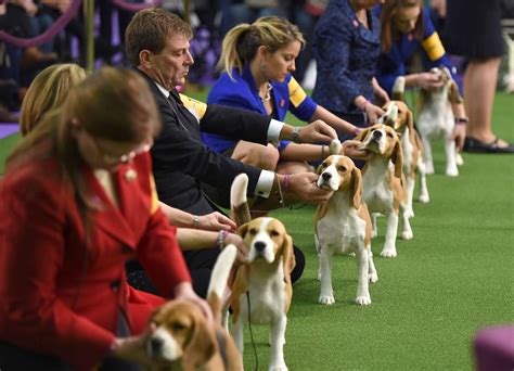 Where To Watch The Westminster Dog Show Tv Streaming