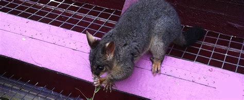 Four Ways To Protect Plants From Possums Cbd Possum Removal