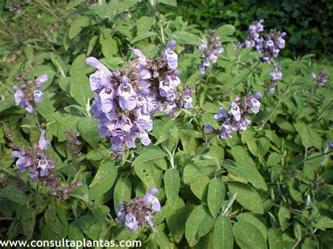 Salvia Officinalis O Salvia Común Cuidados