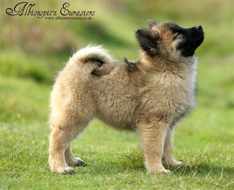 Eurasier Red Puppy Cute Dogs And Puppies Puppies Dogs And Puppies