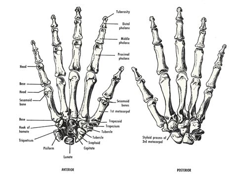A lesson on human skeletal system. Learn Something New Everyday with Dani X: January 2013