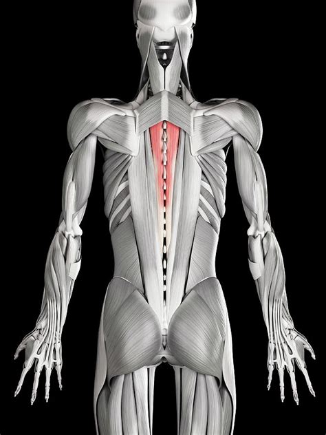 Human Back Muscles Photograph By Sebastian Kaulitzki Fine Art America