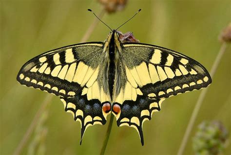 Machaon Papillon — Wikipédia Papillon Animaux Insectes Papillon