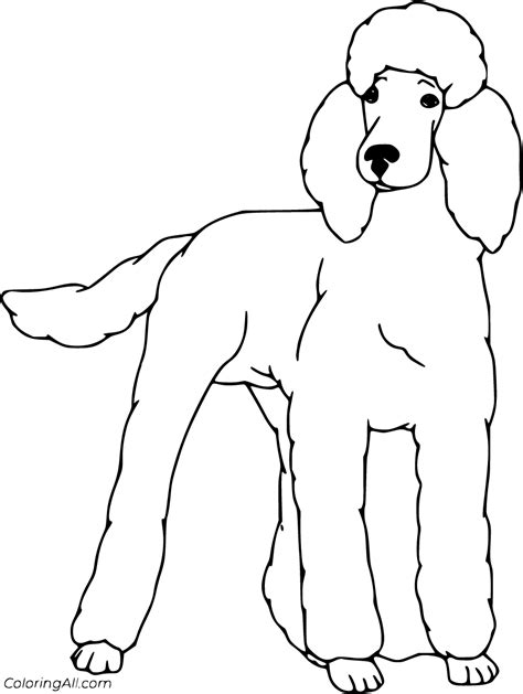 23 Free Printable Poodle Coloring Pages Easy To Print From Any Device