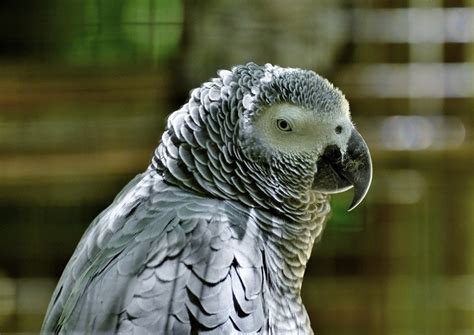 How Much Does An African Grey Parrot Cost 2024 Price Guide Pet Keen