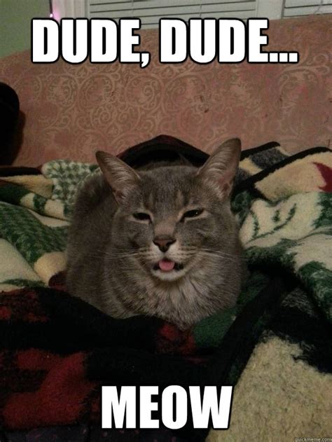 Stoned Cat Memes Quickmeme